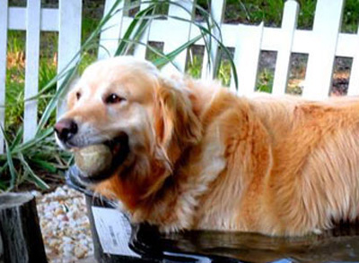 About Golden Miracles English Retrievers