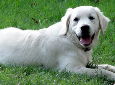 English Retriever Puppy by Golden Miracles English Cream Retrievers and American Golden Retrievers in Mississippi