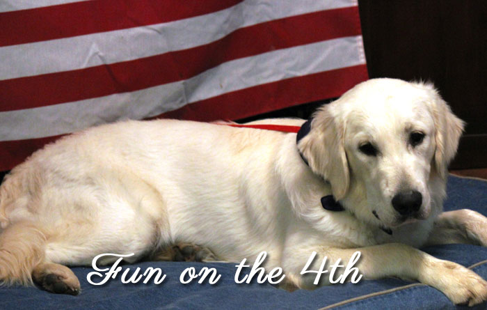 golden retriever mississippi golden retriever puppies and american golden retriever puppies by golden golden retriever mississippi golden retriever puppies and american golden retriever puppies by golden