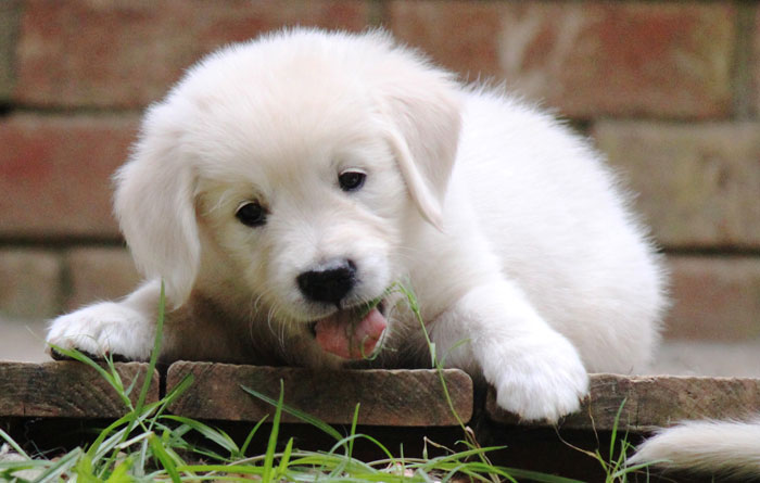 caliopy ranch golden retrievers pin golden retriever puppies wisteria goldens on caliopy ranch golden retrievers pin golden retriever puppies wisteria goldens on