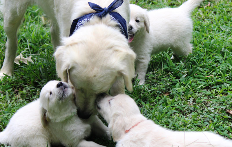 golden retriever baton golden retriever puppies baton dogs our friends photo golden retriever baton golden retriever puppies baton dogs our friends photo