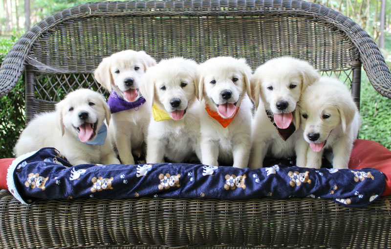 golden retriever puppies in mississippi golden retriever puppies and american golden retriever puppies by golden golden retriever puppies in mississippi golden retriever puppies and american golden retriever puppies by golden