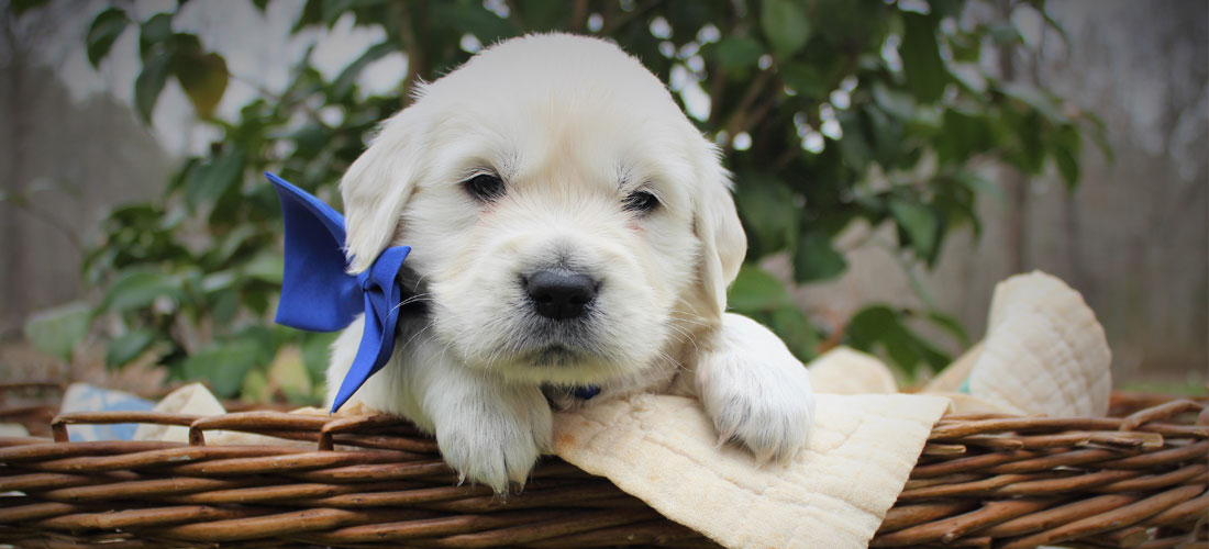 english retriever puppies in Mississippi