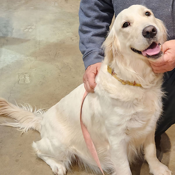 American Golden Retriever from Golden Miracles in Mississippi