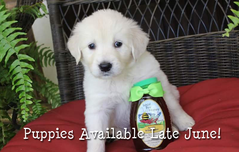 puppies for sale in baton golden retriever puppies for sale near baton dogs in our photo puppies for sale in baton golden retriever puppies for sale near baton dogs in our photo