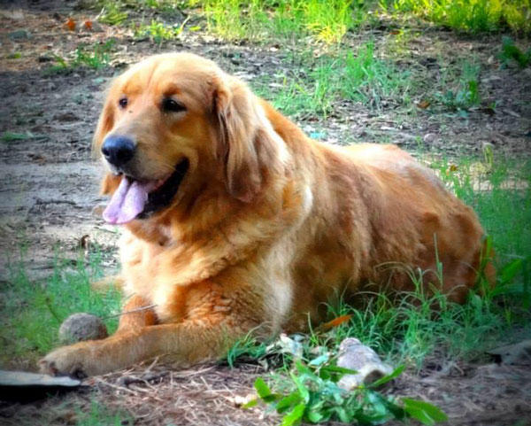 Susie Golden Retriever