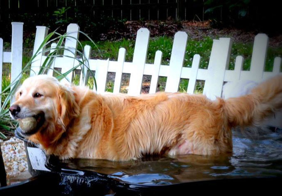 Romeo Golden Retriever