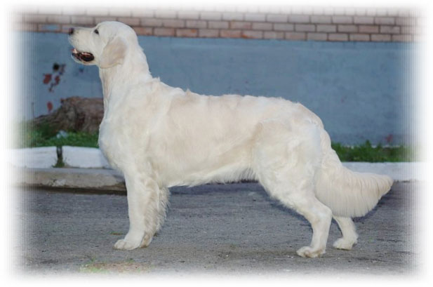 Slovakian Import English Cream Retriever