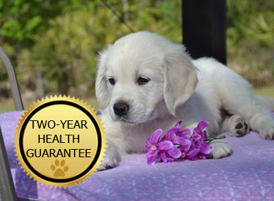 We ship English Retriever Puppies