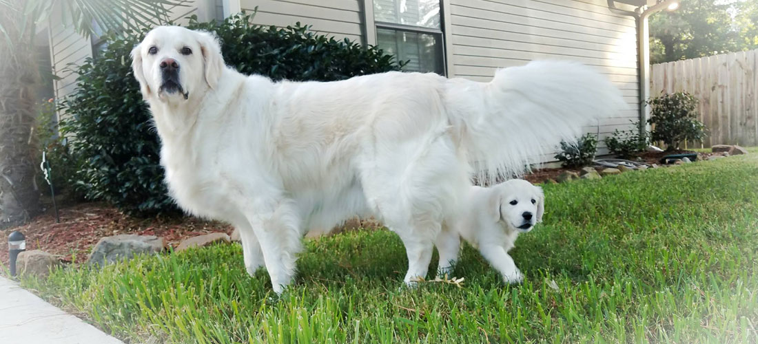 European Golden retriever puppies in Mississippi