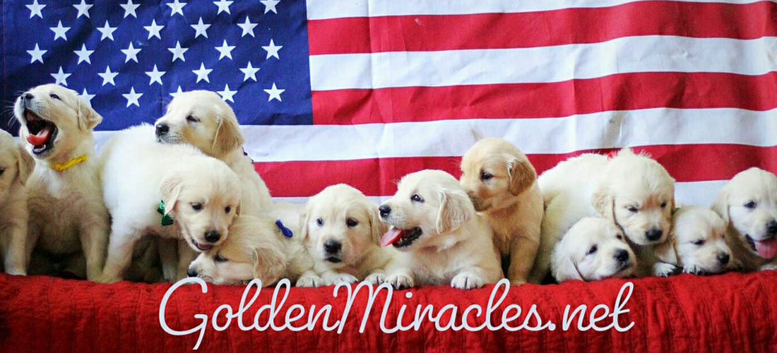 english retriever puppies in Mississippi