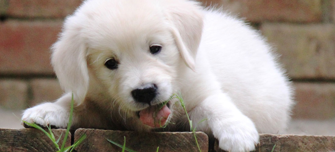 English Golden Retriever puppies 