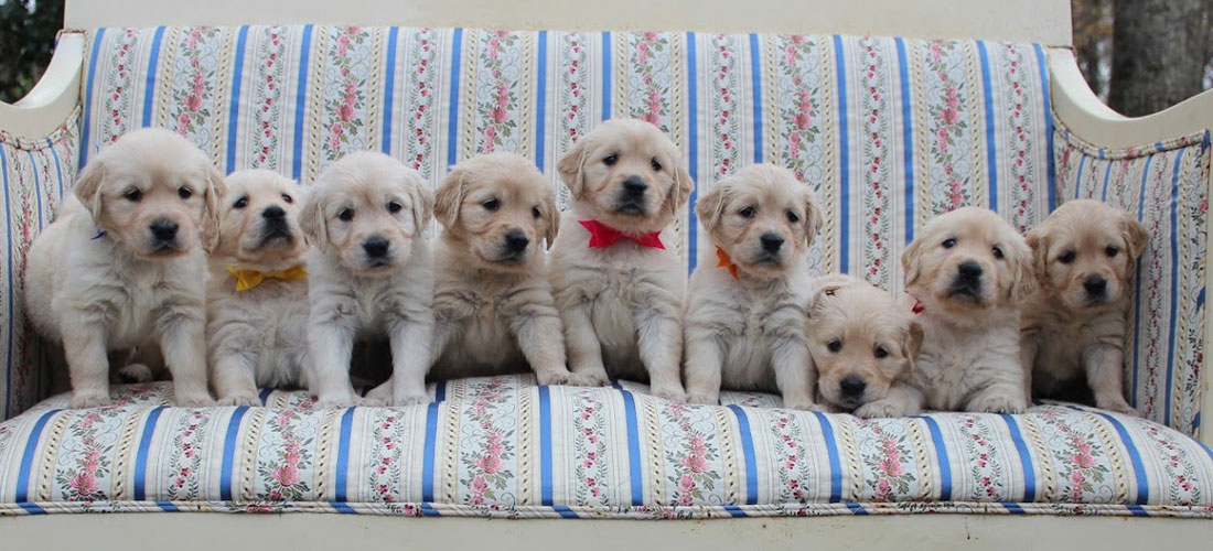 English Cream Retriever puppies 