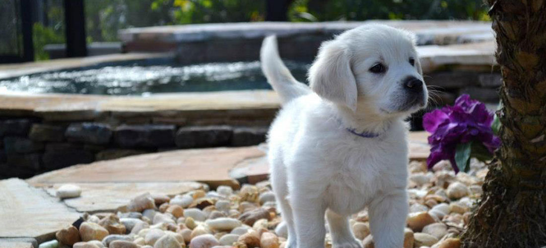 english cream golden retrievers