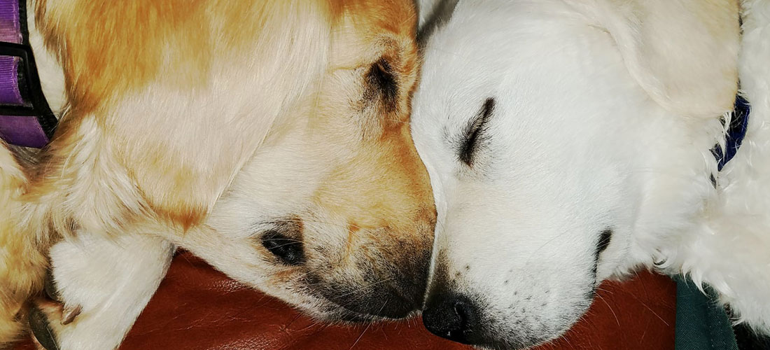 english cream golden retrievers