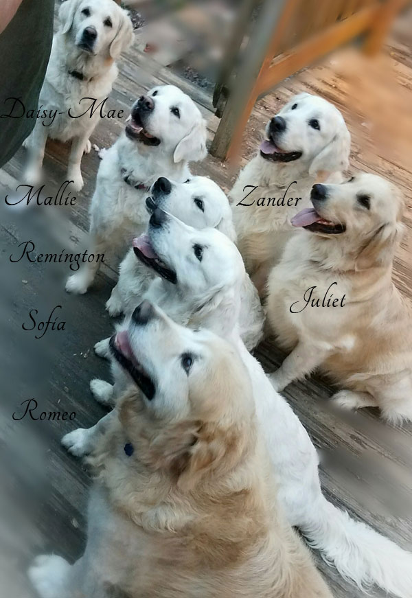 Golden Retrievers by Golden Miracles