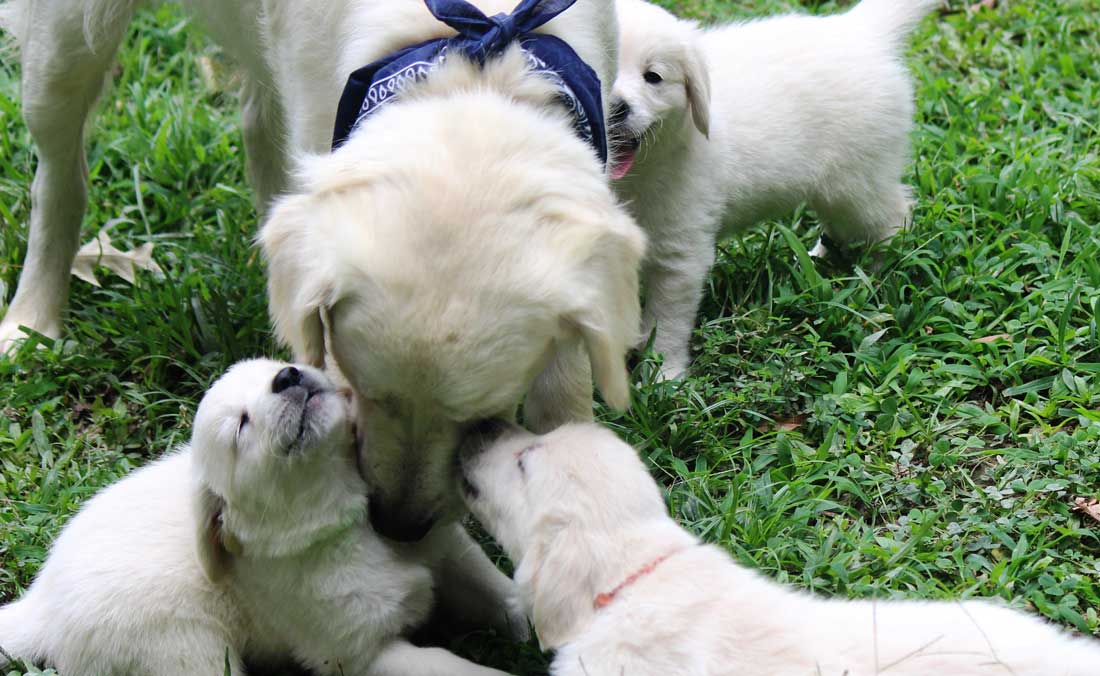 English Retriever Puppy by Golden Miracles English Cream Retrievers and American Golden Retrievers in Mississippi